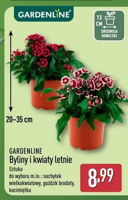Byliny i kwiaty letnie Gardenline promocja w Aldi