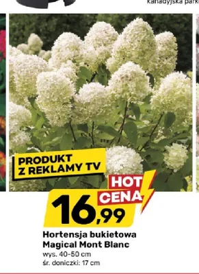 Hortensja bukietowa Magical Mont Blanc wys. 40-50cm śr. doniczki 17cm promocja w Bricomarche