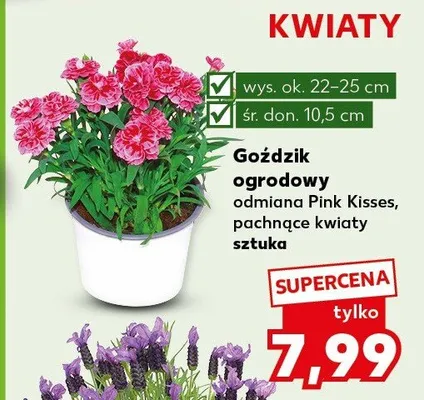Goździk ogrodowy odmiana Pink Kisses pachnące kwiaty promocja w Kaufland
