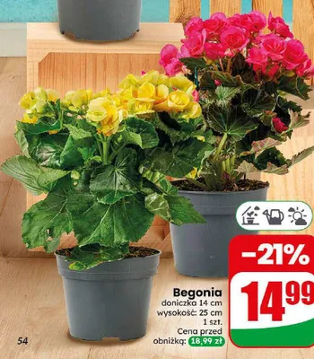 Begonia promocja w Dino