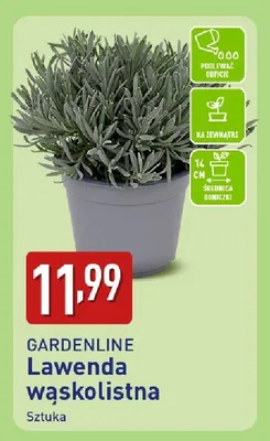 Lawenda wąskolistna promocja w Aldi