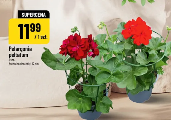 Pelargonia peltatum promocja w POLOmarket