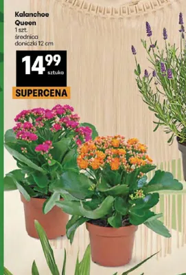 Kalanchoe Queen średnica doniczki 12cm promocja w Delikatesy Centrum