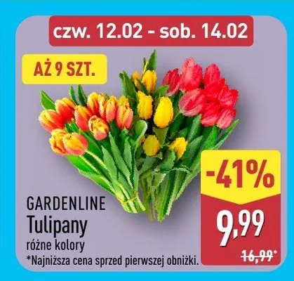 Tulipany promocja w Aldi