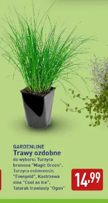 Trawy ozdobne Kostrzewa sina Cool as Ice Gardenline promocja w Aldi
