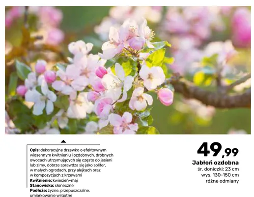 Jabłoń ozdobna śr. doniczki 23 cm wys. 130-150 promocja w Bricomarche