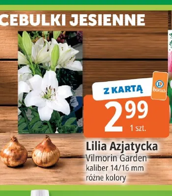 Lilia azjatycka Vilmorin Garden kaliber 14/16 mm promocja w Leclerc