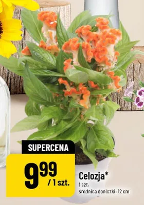 Celozja promocja w POLOmarket
