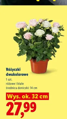 Różyczki dwukolorowe promocja w Lidl