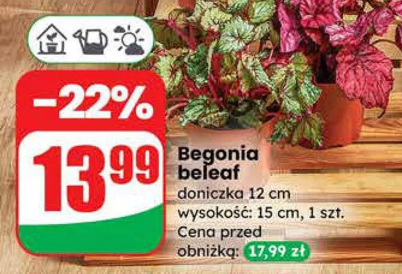 Begonia beleaf promocja w Dino
