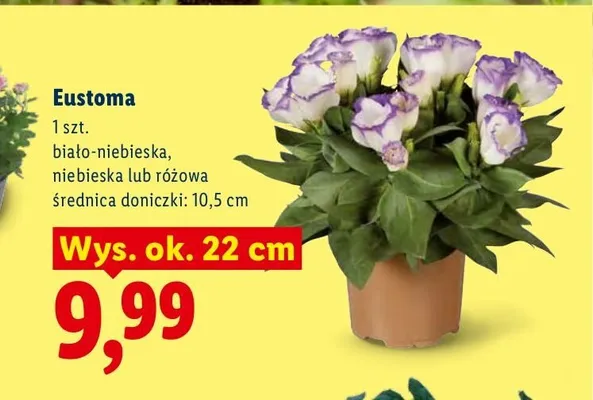 Eustoma biało-niebieska promocja w Lidl