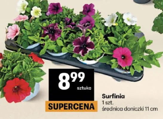 Surfinia promocja w Delikatesy Centrum