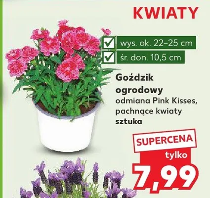 Goździk ogrodowy odmiana Pink Kisses pachnące kwiaty sztuka promocja w Kaufland