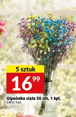 Gipsówka cięta promocja w Twój Market