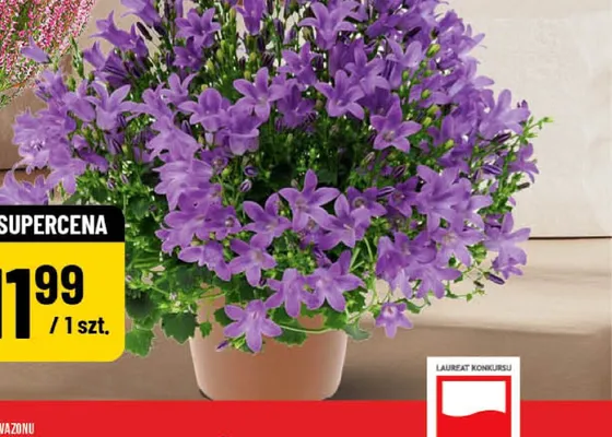 Campanula promocja w POLOmarket