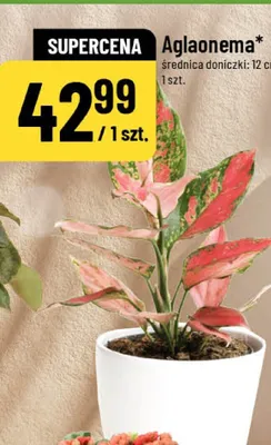 Aglaonema promocja w POLOmarket