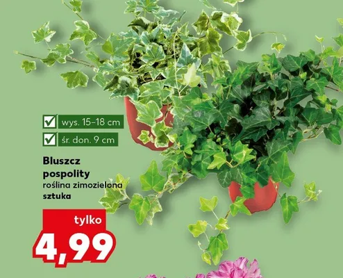 Bluszcz pospolity roślina zimozielona wys.15-18cm śr.don.9cm promocja w Kaufland