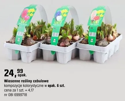 Wiosenne rośliny cebulowe kompozycje kolorystyczne w opak. 6szt. promocja w OBI