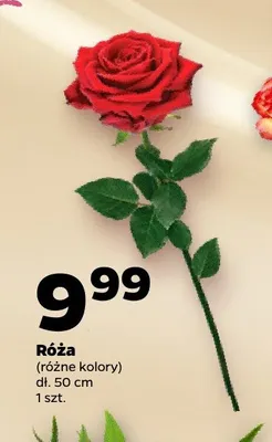 Róża promocja w Netto