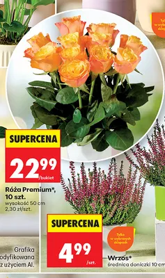 Róża Premium promocja w Biedronka