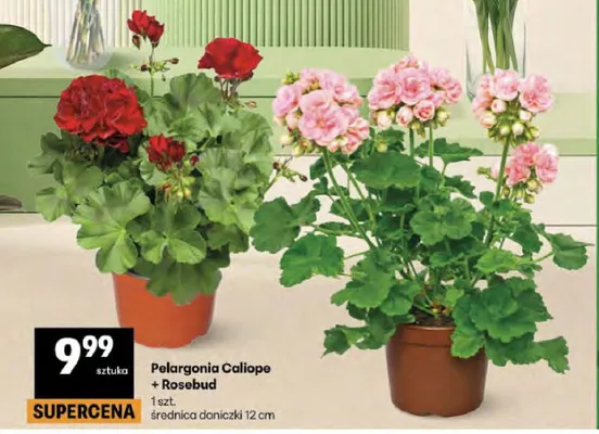 Pelargonia promocja w Delikatesy Centrum