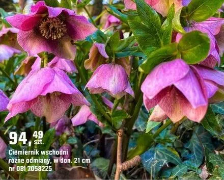 Ciemiernik wschodni różne odmiany w don. 21cm promocja w OBI