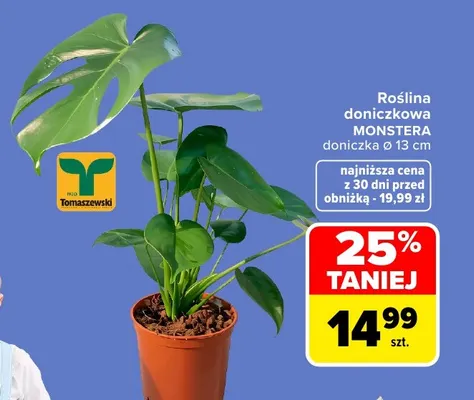 Roślina doniczkowa Monstera doniczka Ø 13 cm Tomaszewski promocja w Carrefour