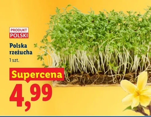 Polska rzeżucha promocja w Lidl