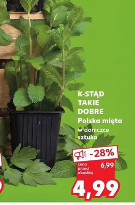 Mięta w doniczce promocja w Kaufland