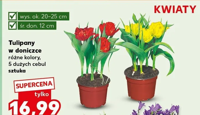 Tulipany w doniczce różne kolory promocja w Kaufland