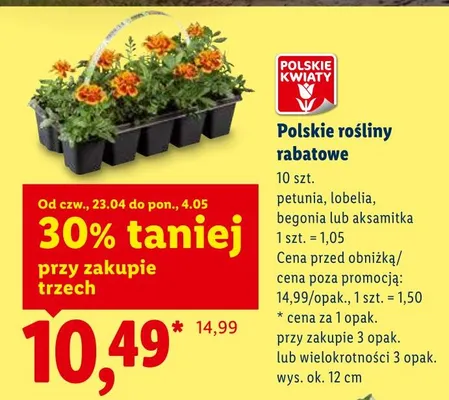 Polskie rośliny rabatowe petunia promocja w Lidl