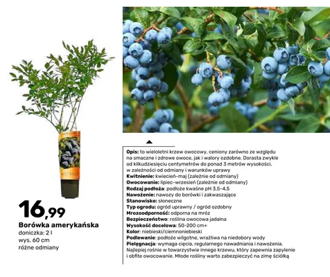 Krzew owocowy Borówka amerykańska doniczka 2 l wys. 60 cm promocja w Bricomarche