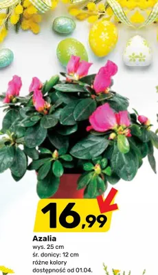 Azalia promocja w Bricomarche