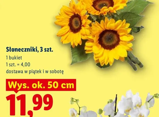 Słoneczniki 3-pak wys. ok. 50 cm promocja w Lidl