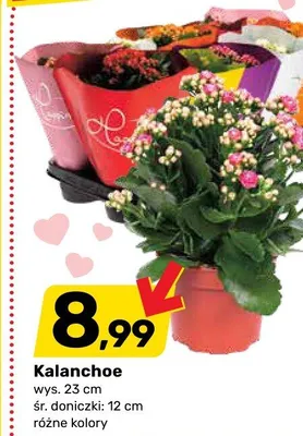 Kalanchoe promocja w Bricomarche