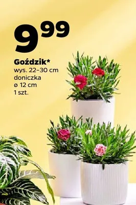 Goździk promocja w Netto
