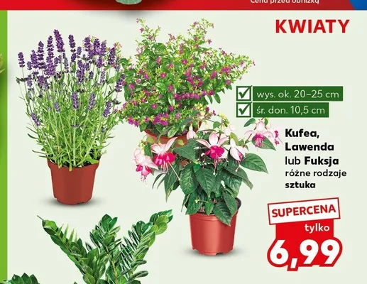 Fuksja promocja w Kaufland