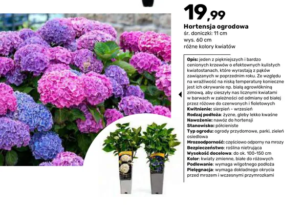 Hortensja ogrodowa śr. doniczki 11 cm wys. 60 promocja w Bricomarche