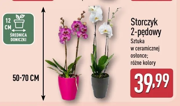 Storczyk 2-pędowy sztuka w ceramicznej osłonce różne kolory promocja w Aldi