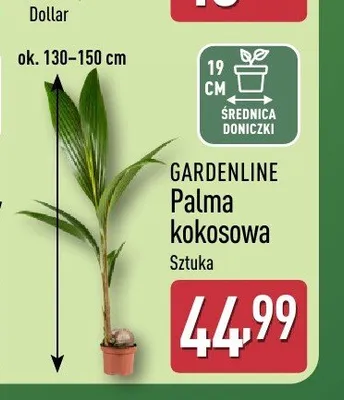 Palma kokosowa Gardenline promocja w Aldi