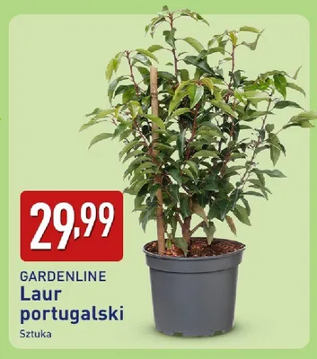 Laur portugalski promocja w Aldi
