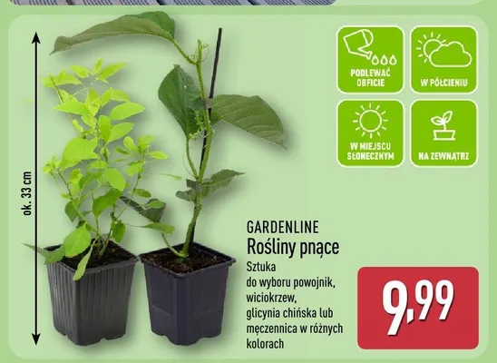 Rośliny pnące promocja w Aldi