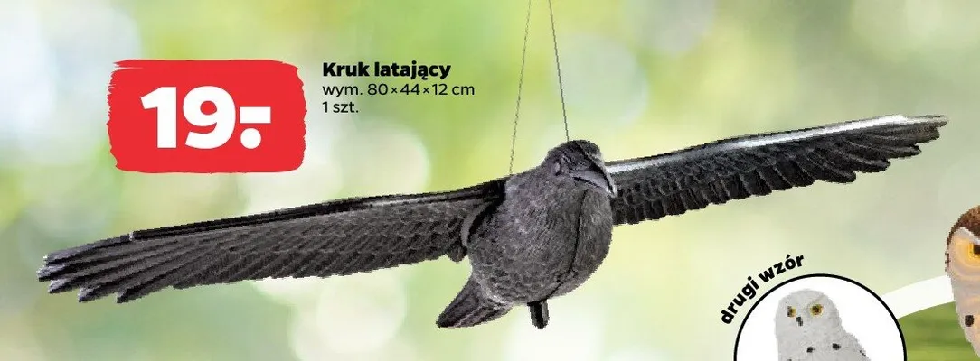 Kruk latający promocja w Netto