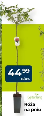 Róża na pniu promocja w PSB Mrówka