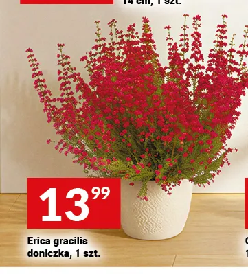 Erica gracilis doniczka promocja w Twój Market