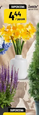 Żonkile promocja w POLOmarket