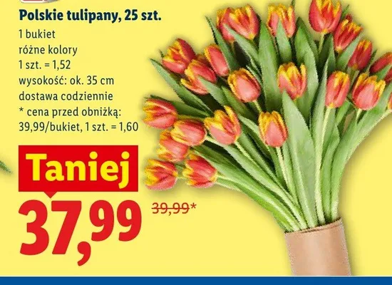 Polskie tulipany 25-pak promocja w Lidl
