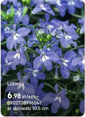 Lobelia promocja w Castorama