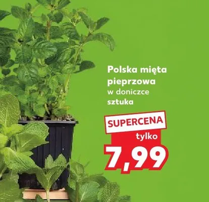 Mięta pieprzowa w doniczce promocja w Kaufland