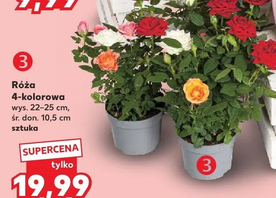 Róża 4-kolorowa wys. 22-25cm śr. don. 10,5cm promocja w Kaufland